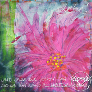 fruehling_pinkdaisy_web fruehling_pinkdaisy_web